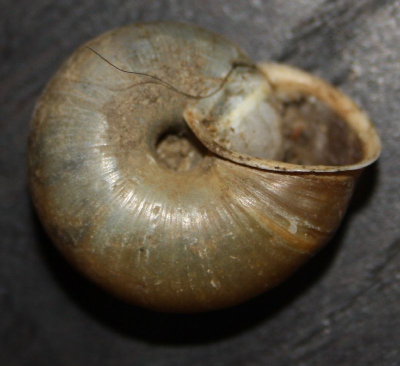 chilostoma da Trieste